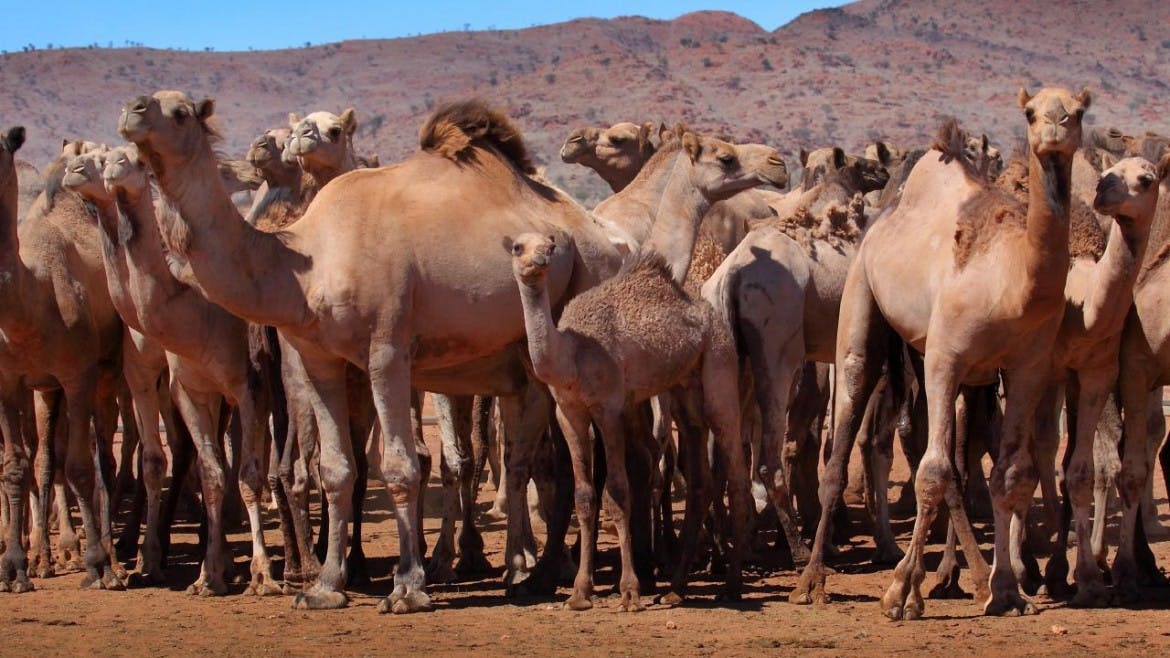 image of australian camels