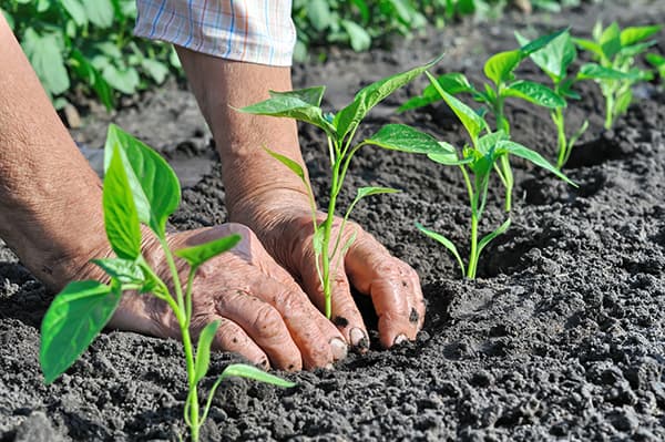 A law that benefits agriculture but is opposed by Italian businesses