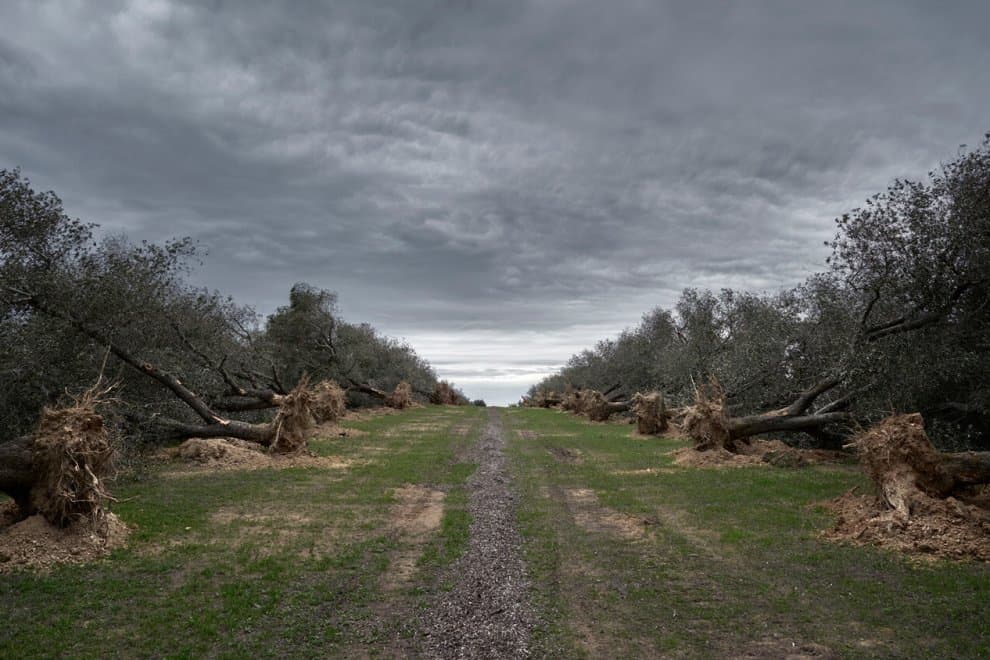 Xylella bacteria, olive trees and bad politics