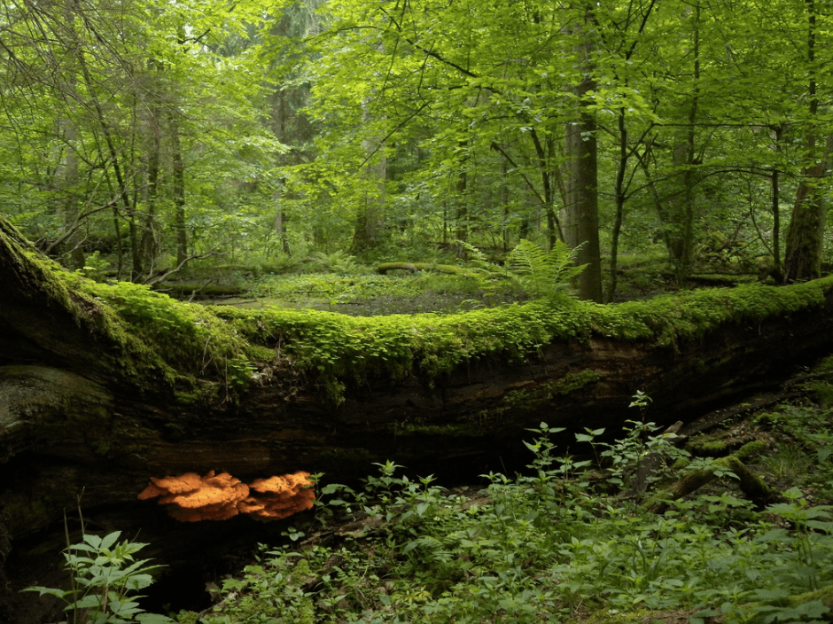 Bialowieza