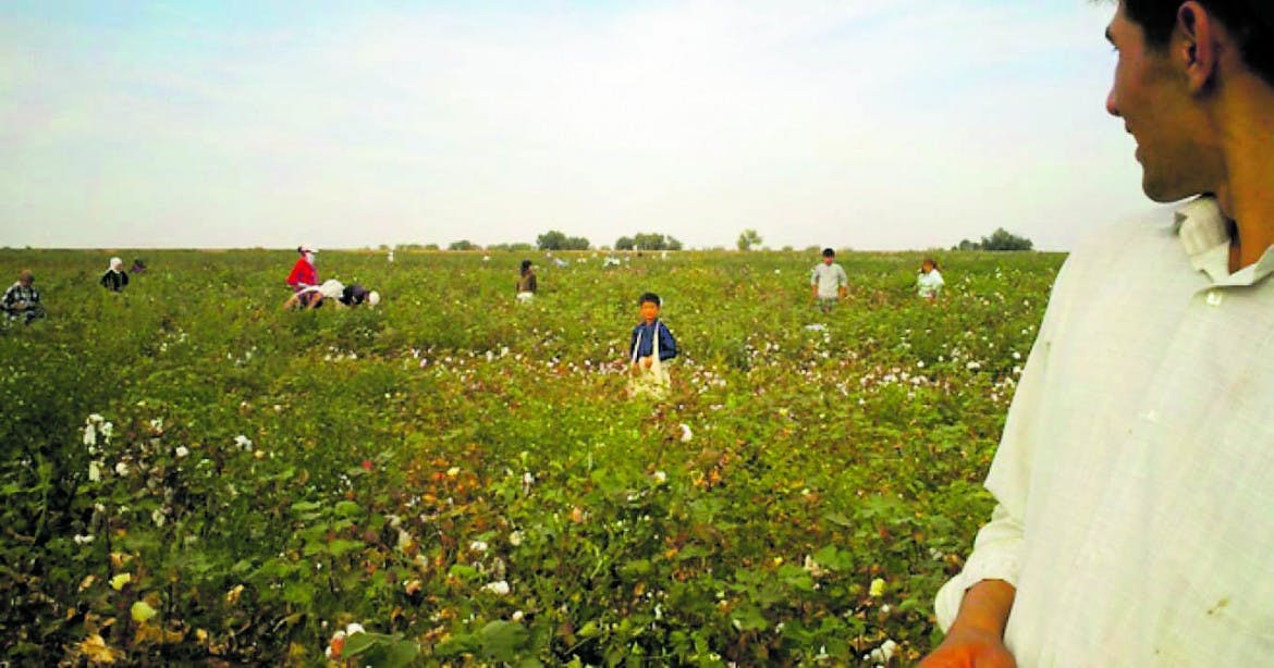 A criminal supply chain, from the Uzbek cotton fields to the Western boutiques