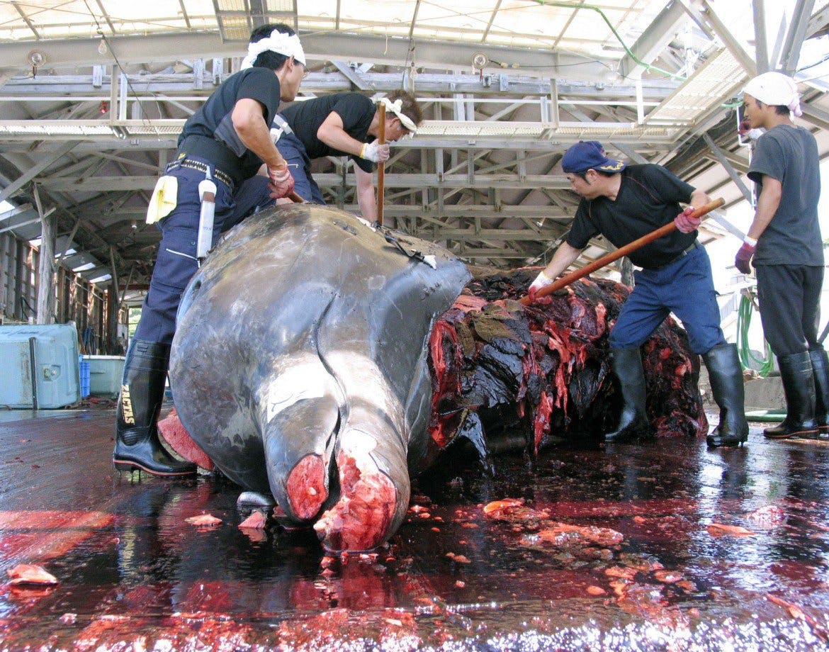 In Japan, killing whales is ‘research’