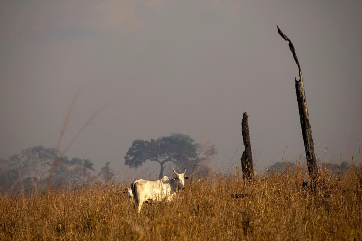 image of amazon deforestation