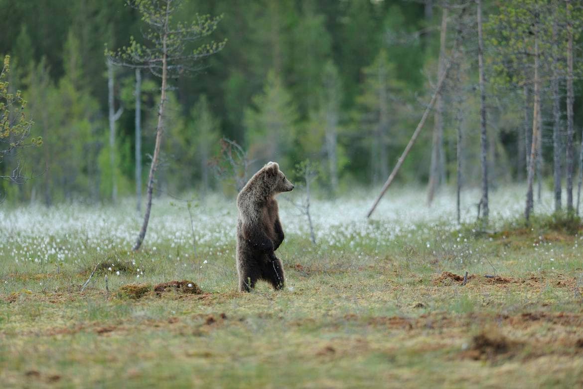 After a tragic death, Lega goes bear hunting