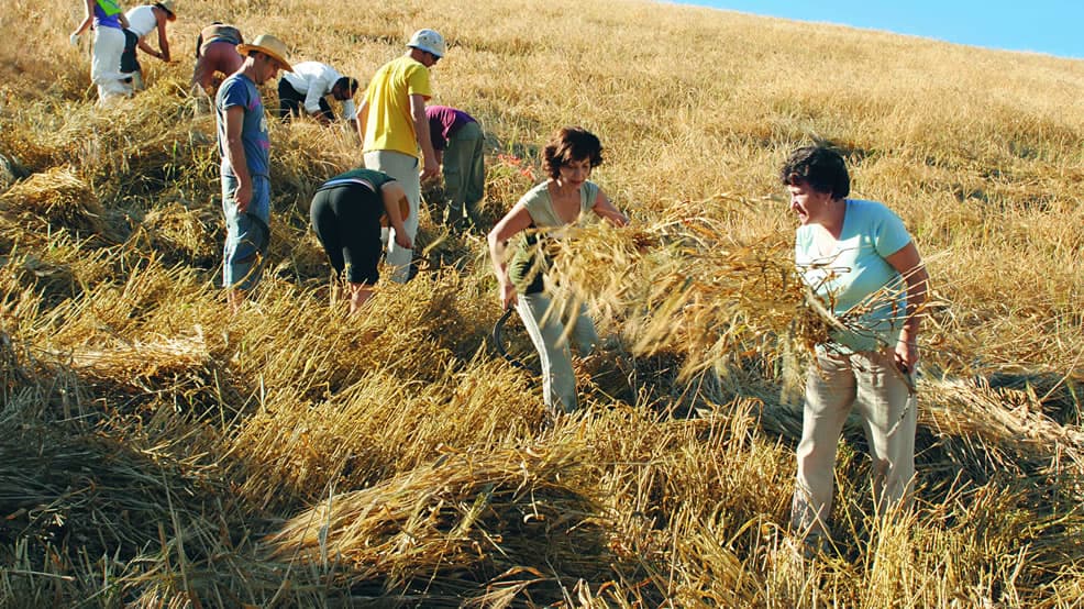 The pasta is ‘made in Italy.’ The wheat isn’t.