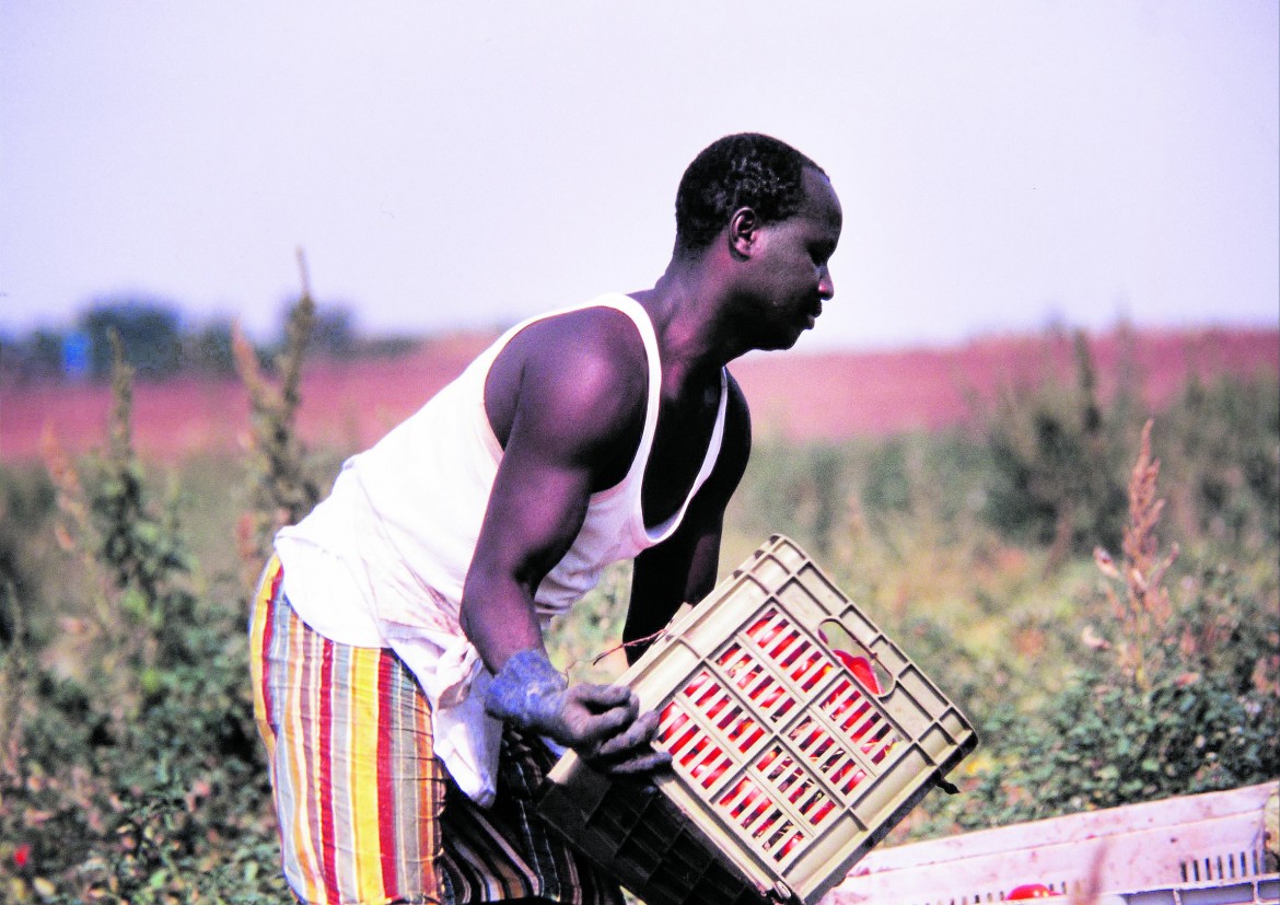 Let’s regularize Italy’s agriculture workers
