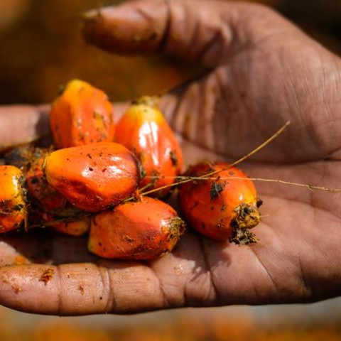 palm oil dangers